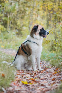 Portrait of dog on field