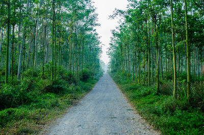 Narrow walkway along trees