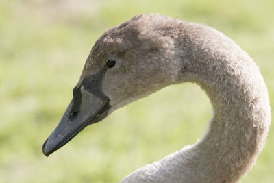 Close-up of swan