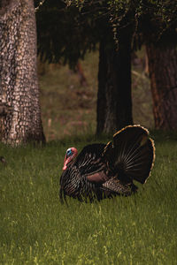 Turkeys in a field during the winter puffing their male feathers out. 