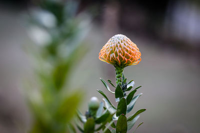 Close-up of flower against blurred background