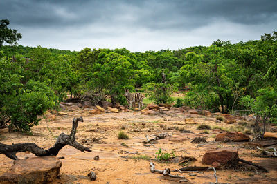 View of trees on landscape against sky