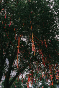 Low angle view of fruits hanging on tree in forest