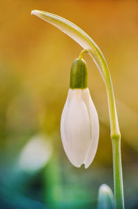 Close-up of white flowering plant