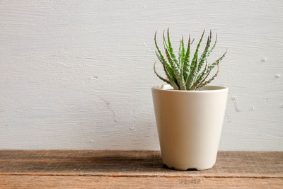 Close-up of potted plant on table