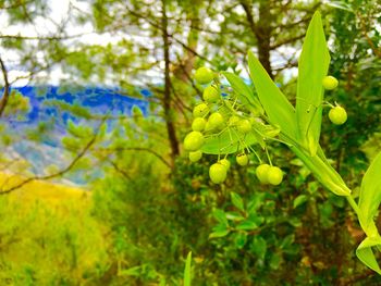 Low angle view of leaves on tree