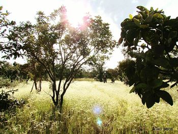 Sun shining through trees