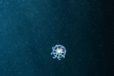 Close-up of jellyfish in sea