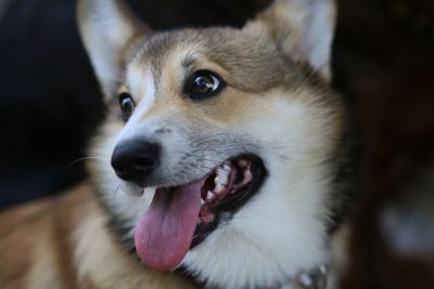 Close-up of dog looking away