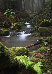 Scenic view of stream flowing through rocks in forest