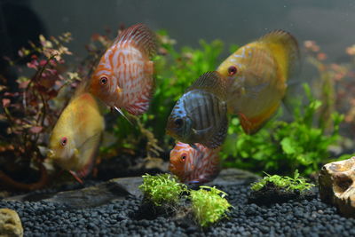 Close-up of fish swimming in aquarium