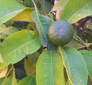 Close-up of plant