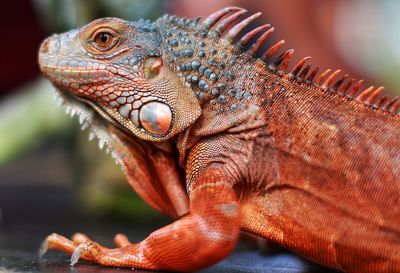 Close-up of a lizard