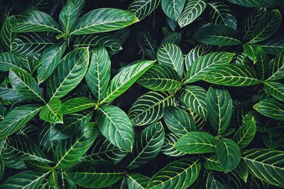 Full frame shot of leaves