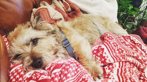 Close-up of dog sitting on red blanket