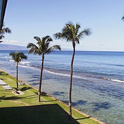 Palm trees on beach