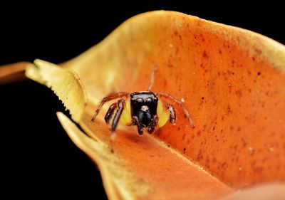 Close-up of insect on black background