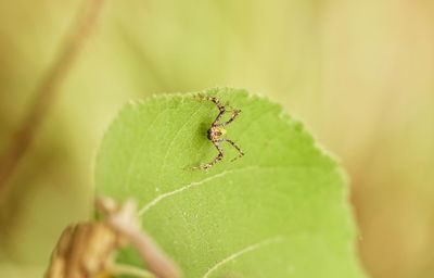 Close-up of spider on leaf