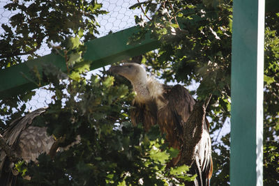 Low angle view of horse on tree