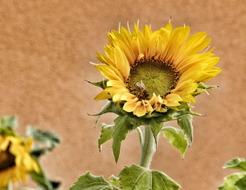 Close-up of yellow sunflower plant