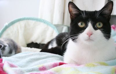 Close-up portrait of a cat