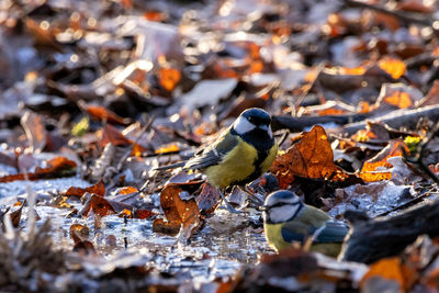 Close-up of bird perching on a lake