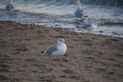 Seagull perching on shore