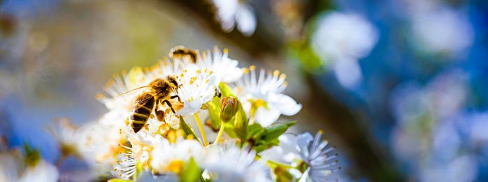 Close-up of bee pollinating on flower