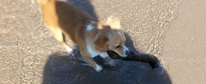 High angle view of a dog drinking water