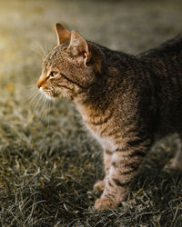 Close-up of cat