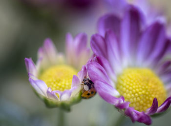 Close-up of insect pollinating on purple daisy flower