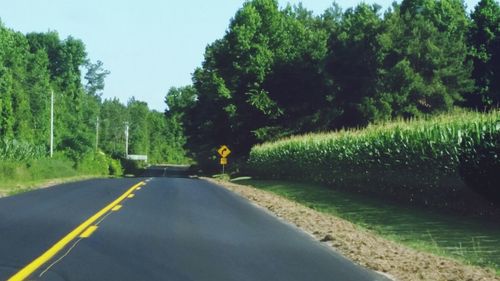 Country road along trees