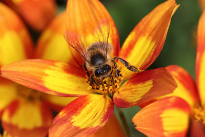 Close-up of bee pollinating on flower