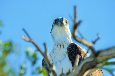 Low angle view of owl perching on branch against sky