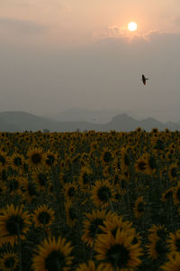 Scenic view of sunflower field against sky during sunset