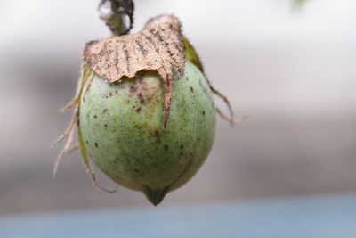 Close-up of apple growing on plant