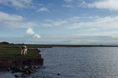 View of a horse in the water