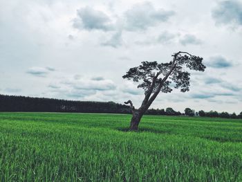 Scenic view of grassy field against cloudy sky