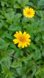 Close-up of yellow flowering plant