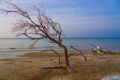 Bare tree on beach against sky