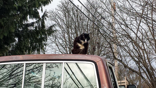 Low angle view of cat sitting on tree