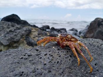 Close-up of crab on rock at beach