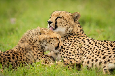 Close-up of cheetah licking cub on grass