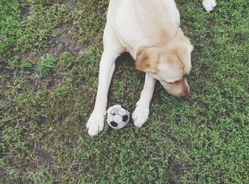 High angle view of yellow labrador retriever relaxing with ball on field