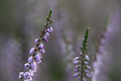Close-up of purple flowering plant