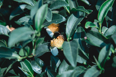 Close-up of butterfly pollinating on flower