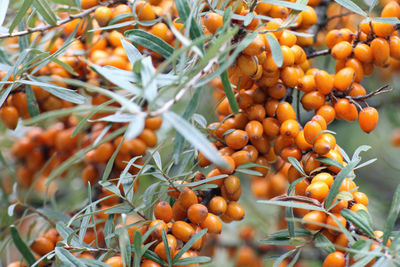 Close-up of orange fruits on tree