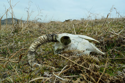 Close-up of animal skull on field