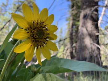 Close-up of yellow flowering plant