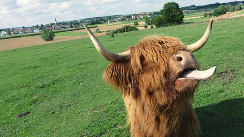 Close-up of cow on field against sky